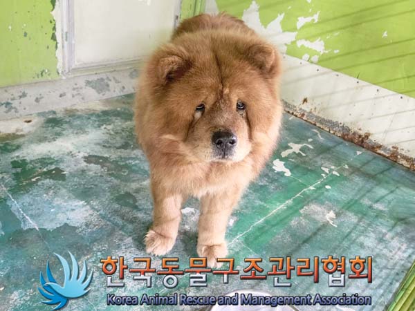 한국동물구조관리협회_441559202400265